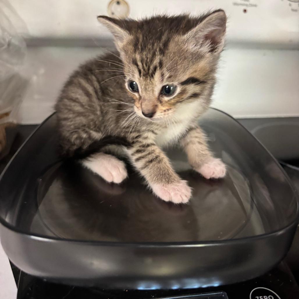 Enlarge Kakira Bacardi GHA1_5, a Adoptable Domestic Short Hair in Columbia, MO image 2/5