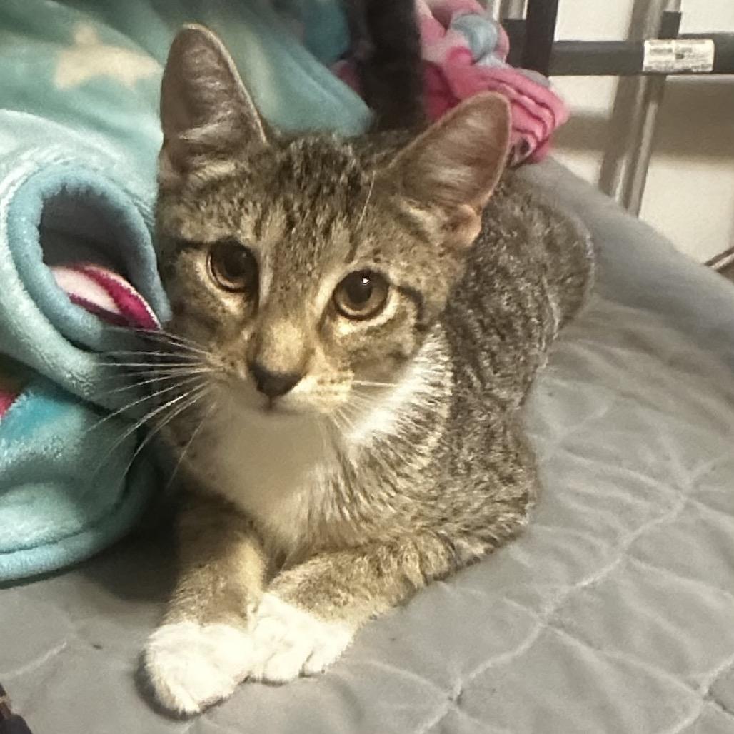 Kakira Bacardi GHA1_5, Adoptable, Young Female Domestic Short Hair.