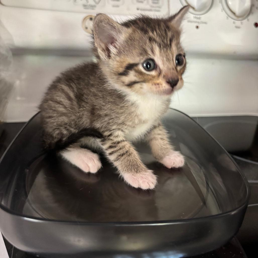 Enlarge Kakira Bacardi GHA1_5, a Adoptable Domestic Short Hair in Columbia, MO image 3/5