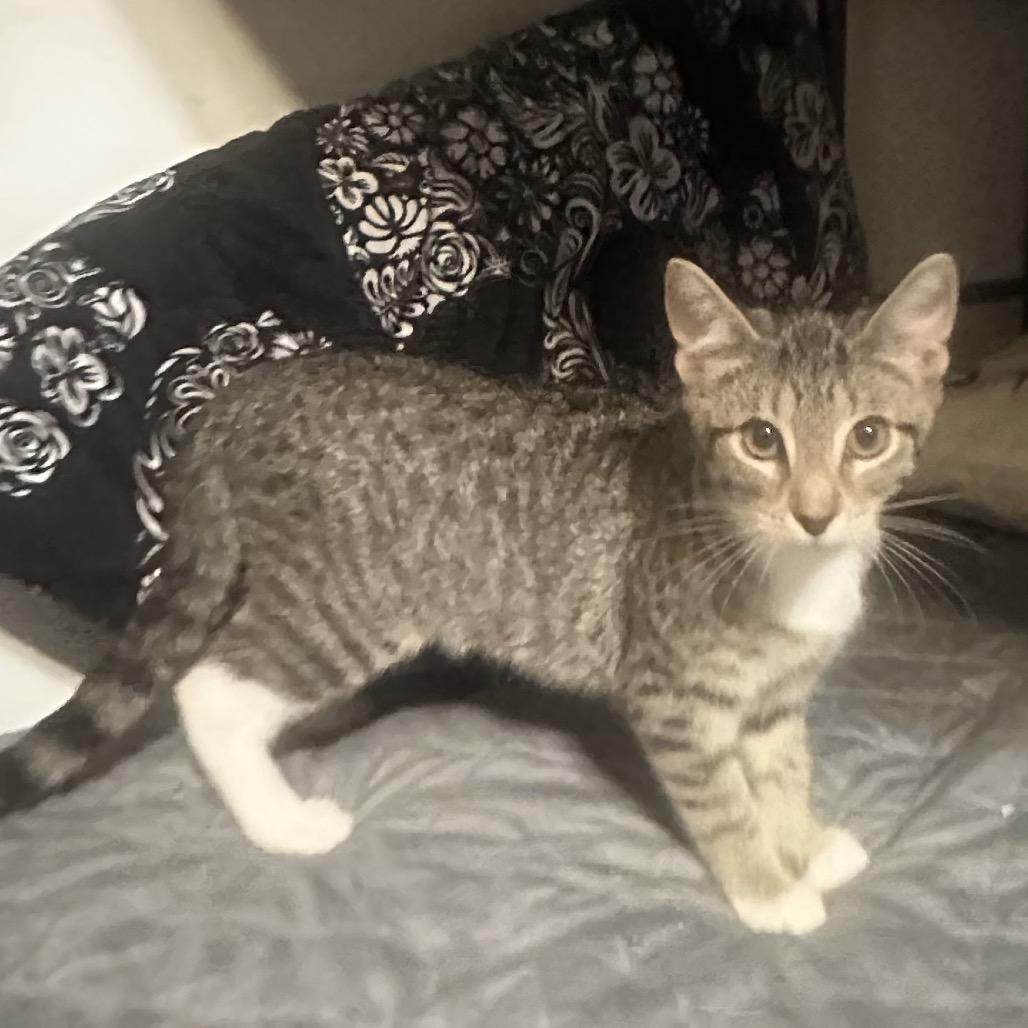 Enlarge Kakira Bacardi GHA1_5, a Adoptable Domestic Short Hair in Columbia, MO image 4/5