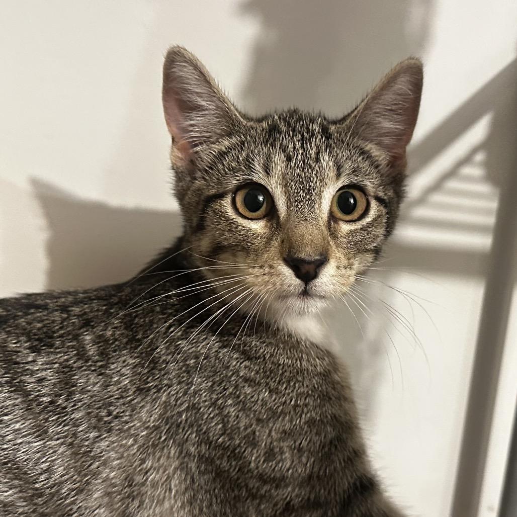 Enlarge Kakira Bacardi GHA1_5, a Adoptable Domestic Short Hair in Columbia, MO image 5/5