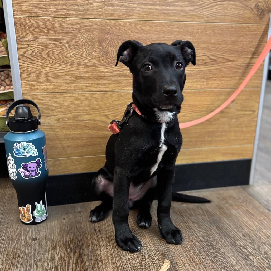 Ginny, a Adoptable mixed breed in Brainerd, MN image 1/3