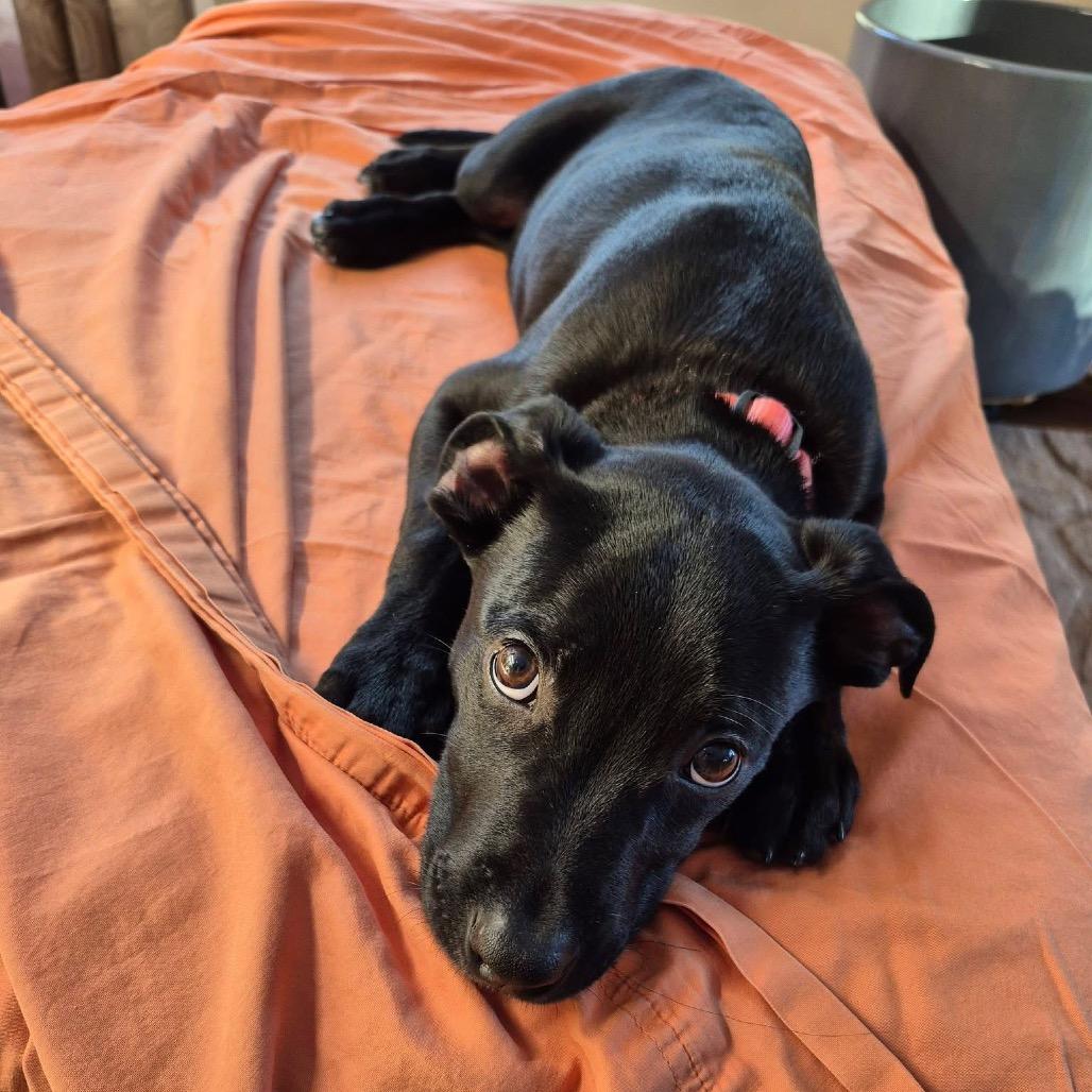 Ginny, a Adoptable mixed breed in Brainerd, MN image 3/4