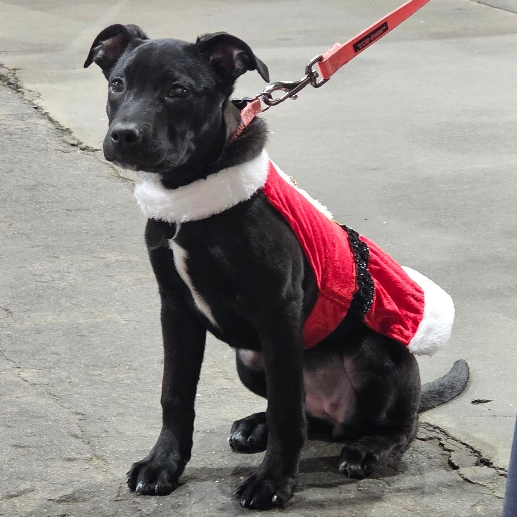 Ginny, a Adoptable mixed breed in Brainerd, MN image 3/3