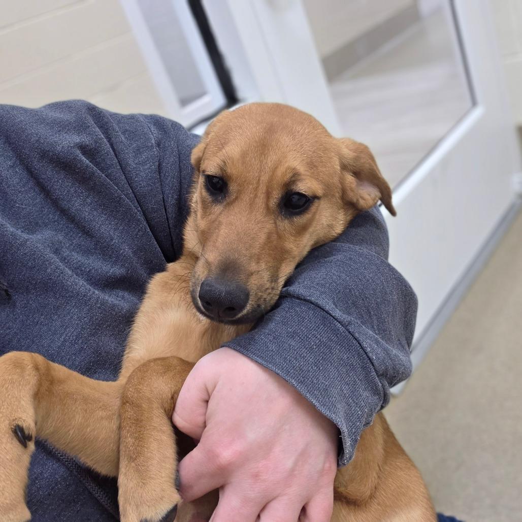 Enlarge Brownie, a Adoptable mixed breed in Chatham, VA image 1/4