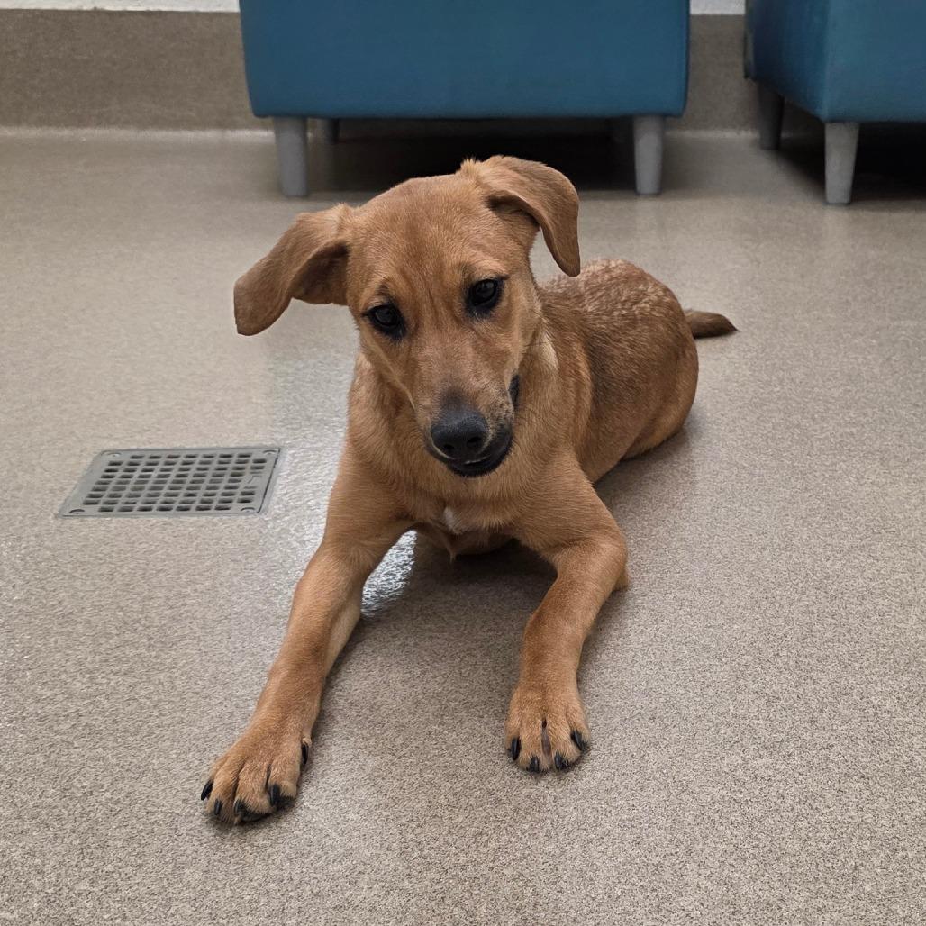 Enlarge Brownie, a Adoptable mixed breed in Chatham, VA image 3/4