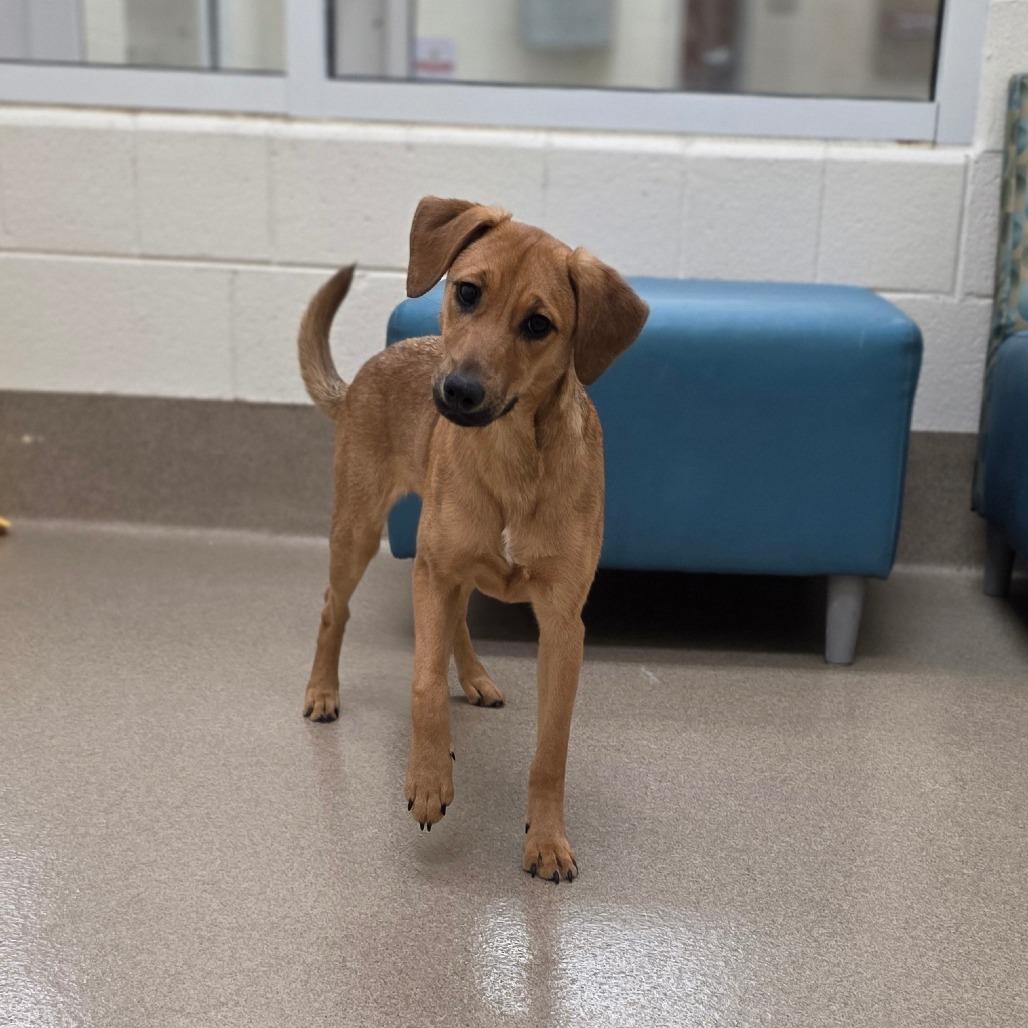 Enlarge Brownie, a Adoptable mixed breed in Chatham, VA image 4/4