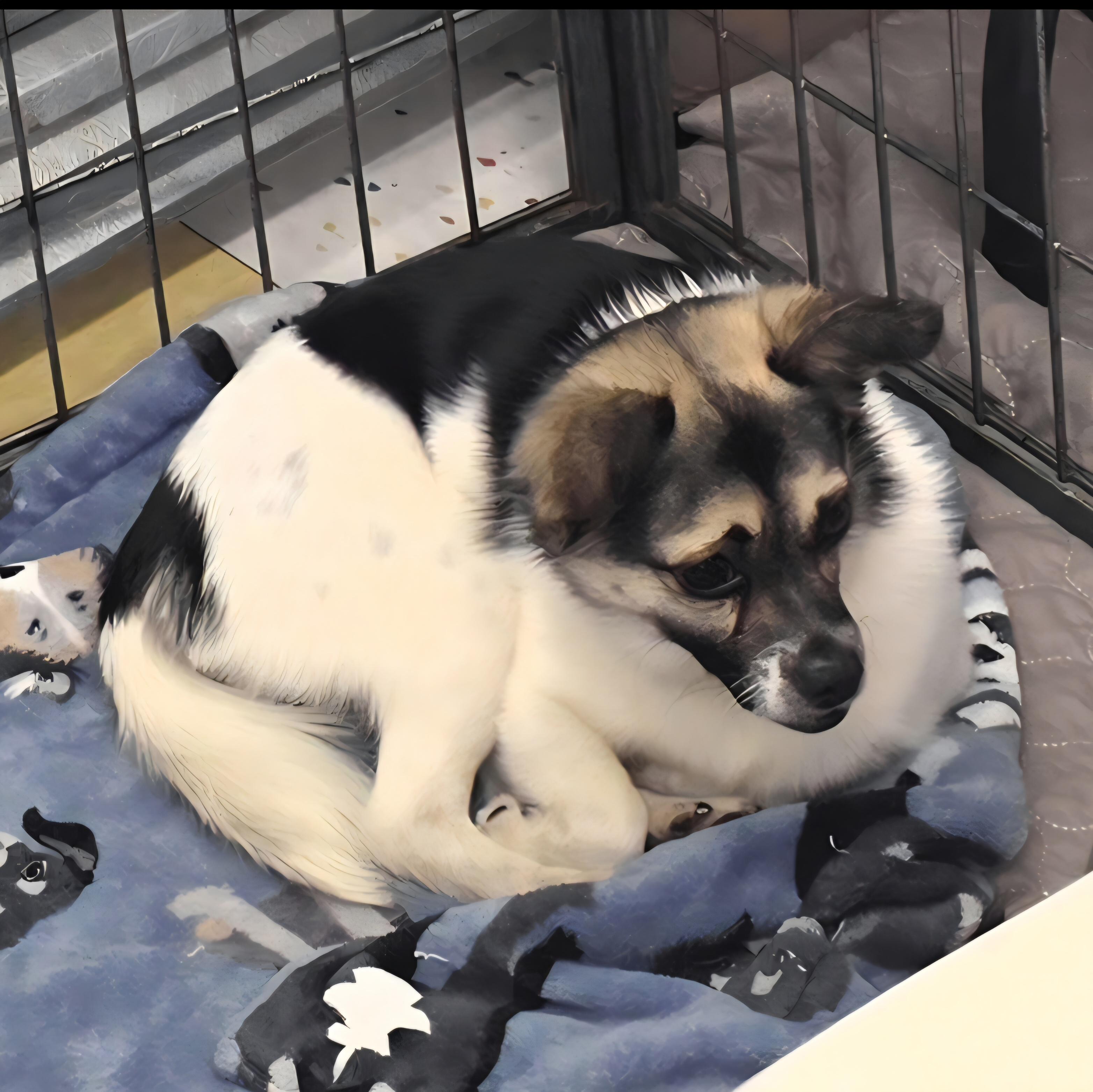 Rigby, ADOPTABLE, Adult Male Chihuahua & Pomeranian.
