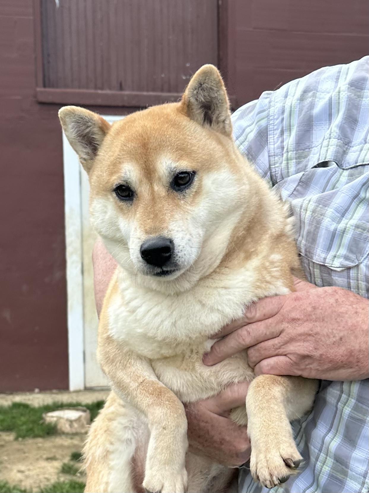 Enlarge Hester, a Adoptable Shiba Inu in Chester Springs, PA image 1/1