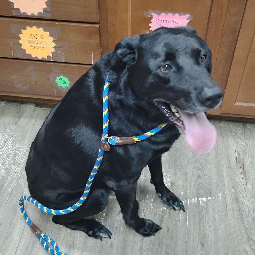 Sullie @ Foster, Adoptable, Senior Male Black Labrador Retriever.