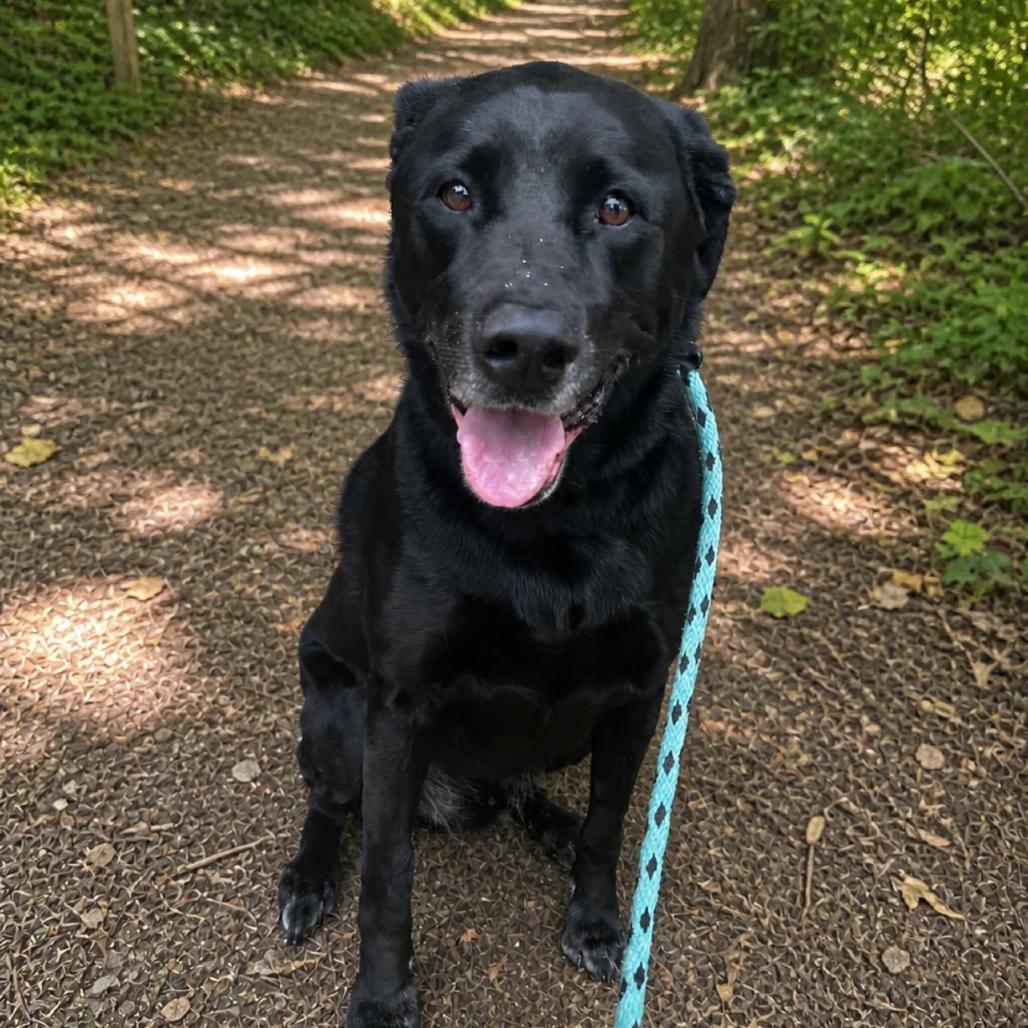 Enlarge Sullie @ Foster, a Adoptable Black Labrador Retriever in Summerville, SC image 2/4