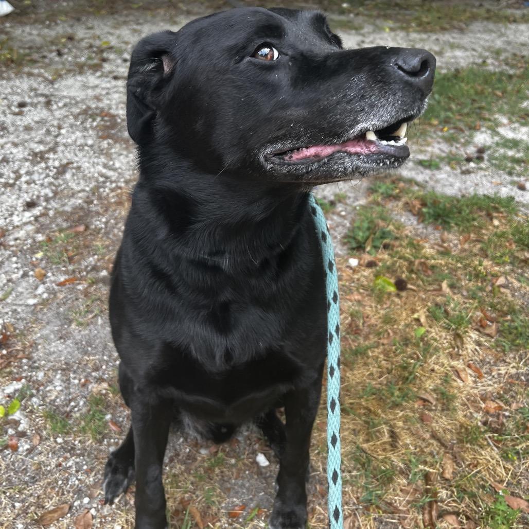 Enlarge Sullie @ Foster, a Adoptable Black Labrador Retriever in Summerville, SC image 3/4