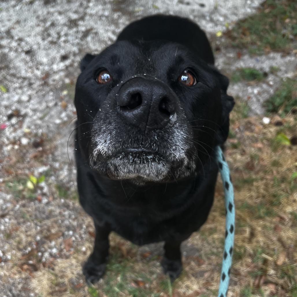 Enlarge Sullie @ Foster, a Adoptable Black Labrador Retriever in Summerville, SC image 4/4