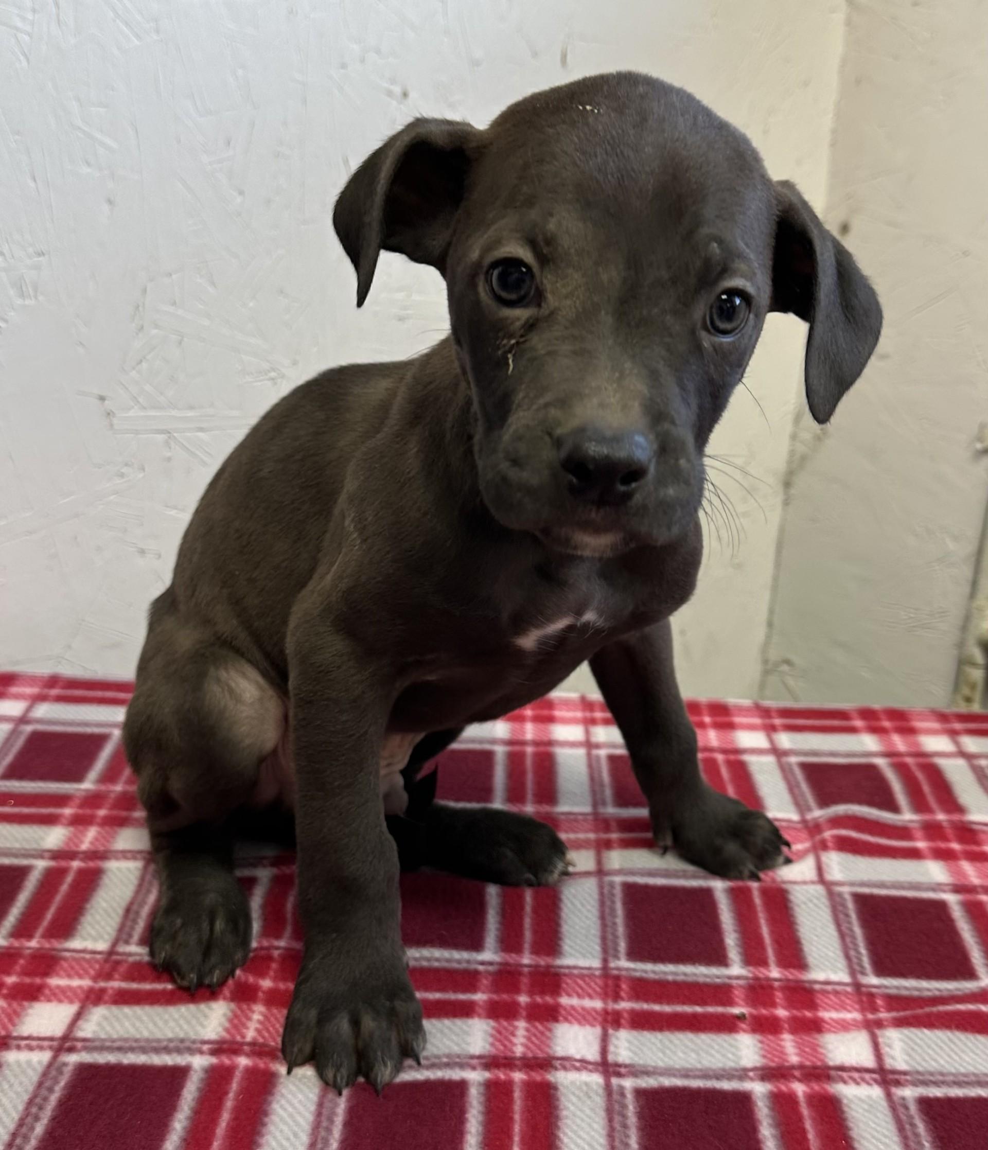 60092946, ADOPTABLE, Young Male Pit Bull Terrier.