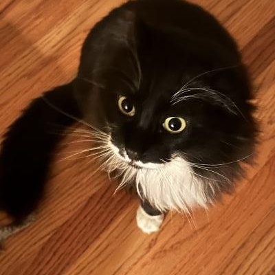 Enlarge Joey, a Adoptable mixed breed in Pasadena, CA image 1/4