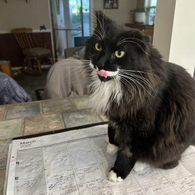 Enlarge Joey, a Adoptable mixed breed in Pasadena, CA image 3/4