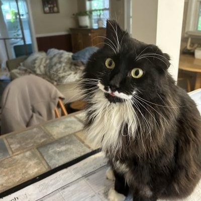 Enlarge Joey, a Adoptable mixed breed in Pasadena, CA image 4/4