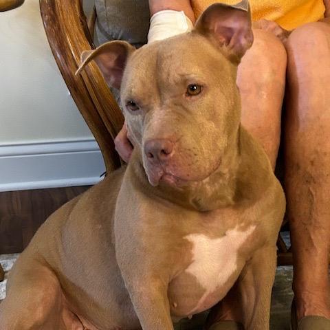 Enlarge Sugar Bear, a Adoptable Pit Bull Terrier in Chaska, MN image 1/6