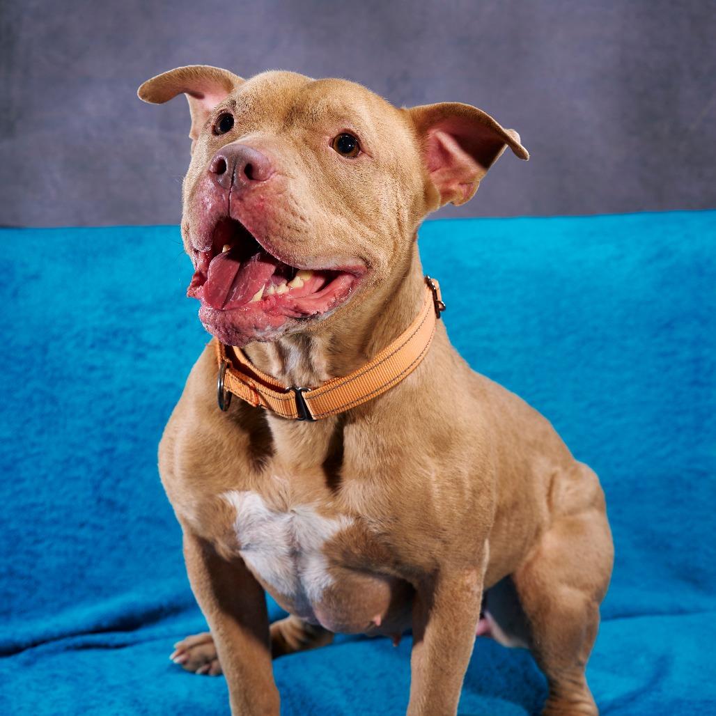 Sugar Bear, Adoptable, Adult Female Pit Bull Terrier.