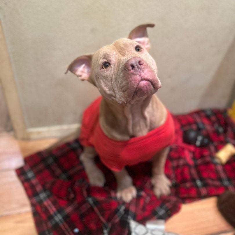 Enlarge Sugar Bear, a Adoptable Pit Bull Terrier in Chaska, MN image 3/6