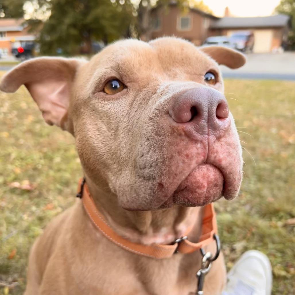 Enlarge Sugar Bear, a Adoptable Pit Bull Terrier in Chaska, MN image 5/6