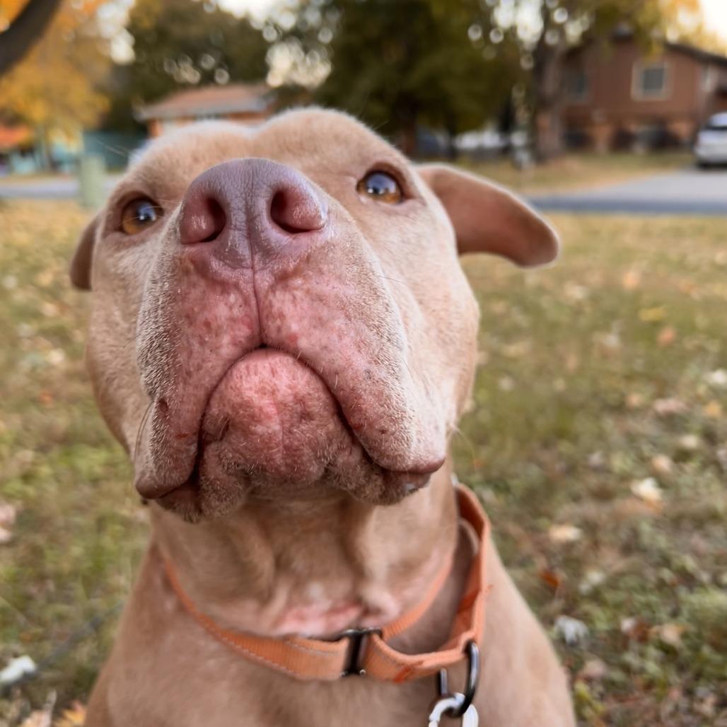 Enlarge Sugar Bear, a Adoptable Pit Bull Terrier in Chaska, MN image 6/6