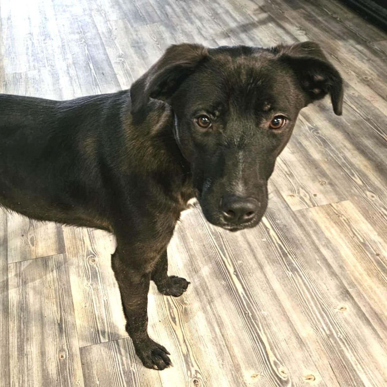 Ash, a Adoptable mixed breed in Brattleboro , VT image 4/5