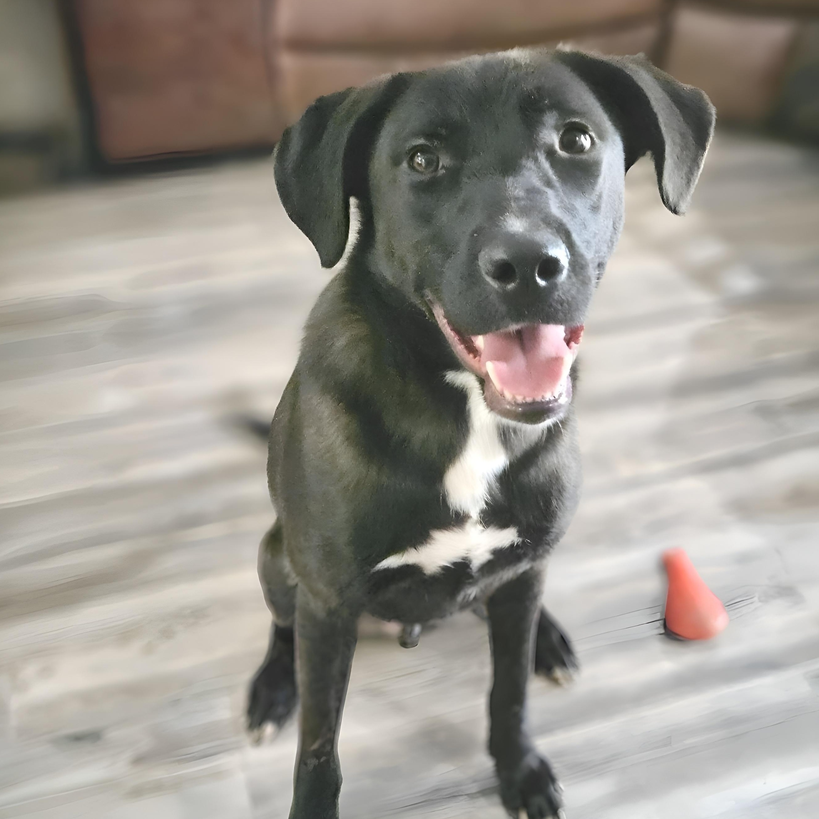 Ash, a Adoptable mixed breed in Brattleboro , VT image 1/5