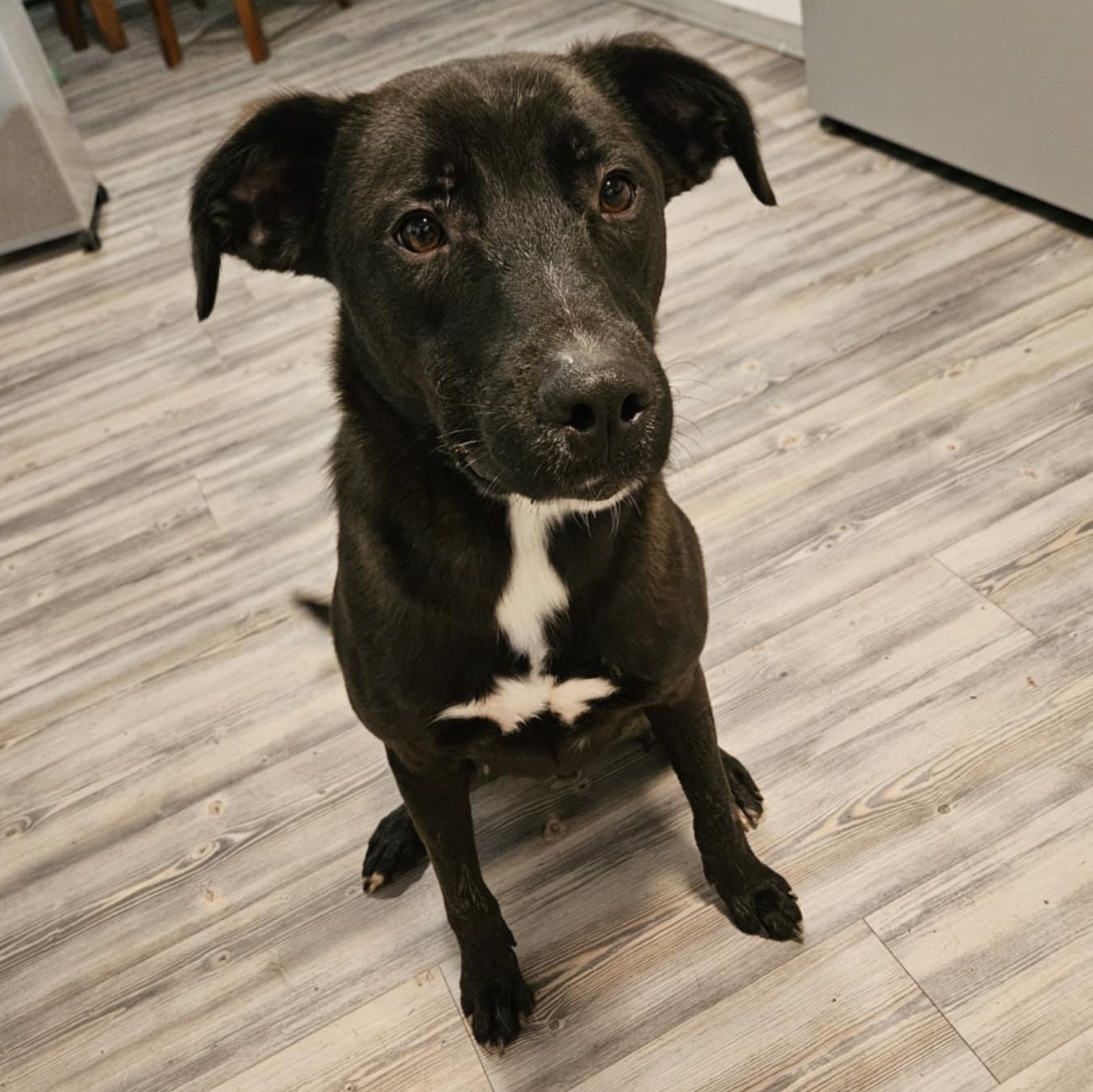 Ash, a Adoptable mixed breed in Brattleboro , VT image 3/5