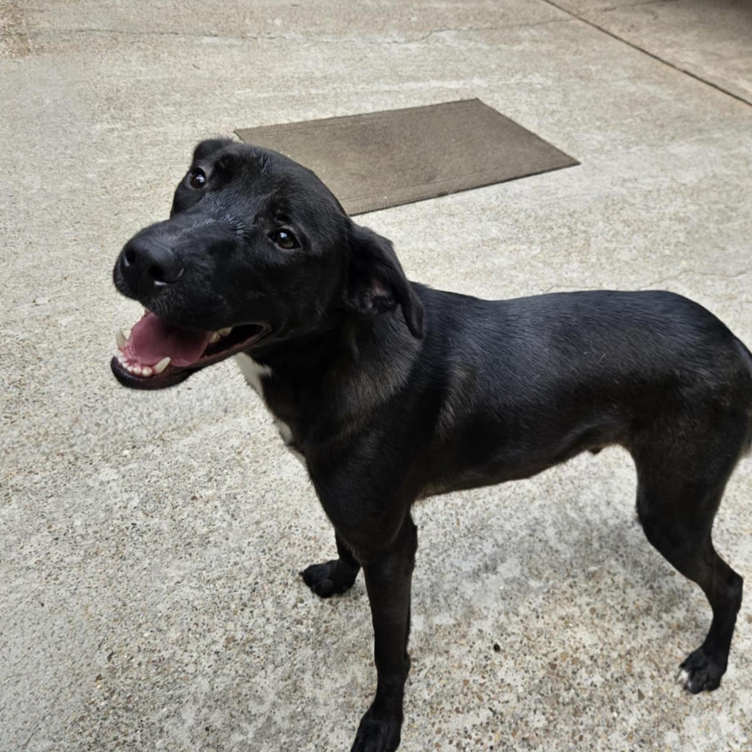 Ash, a Adoptable mixed breed in Brattleboro , VT image 2/5