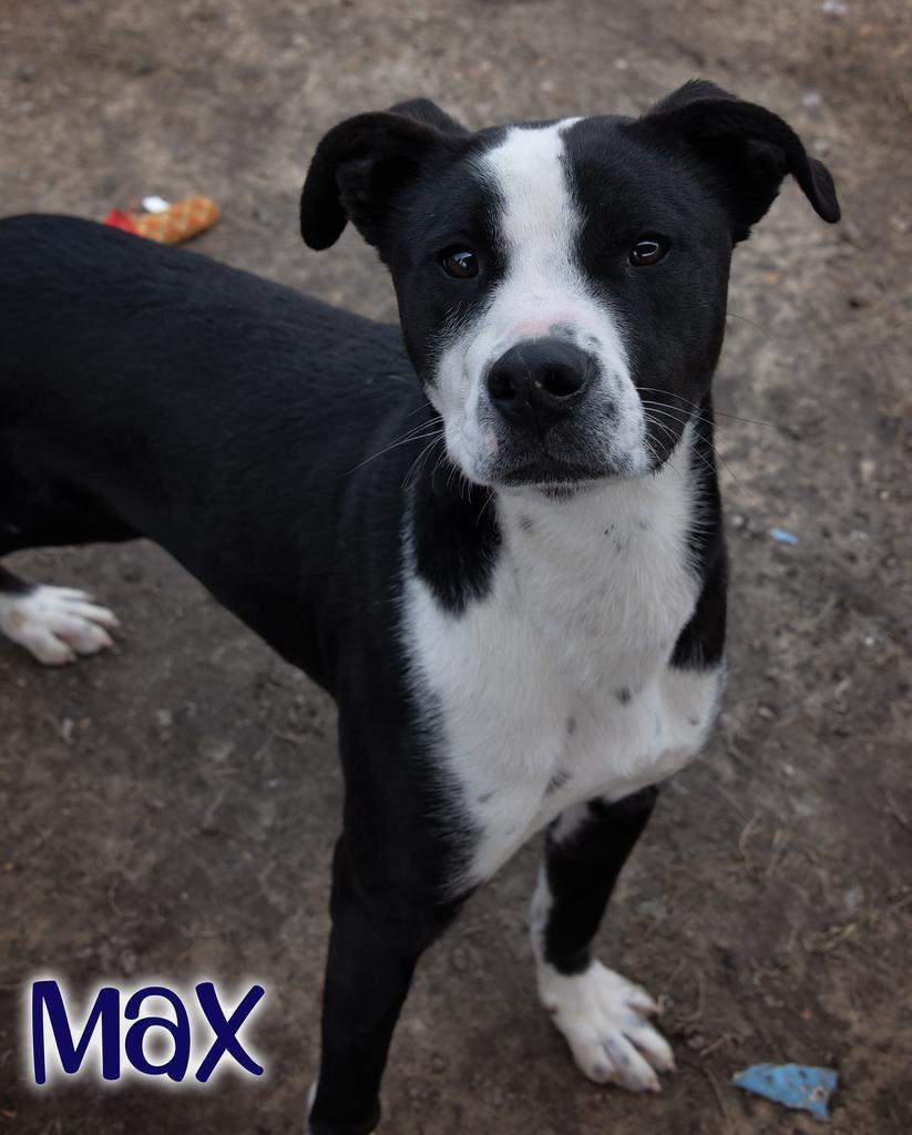 Finch/Max, Adoptable, Young Male Labrador Retriever & Affenpinscher.