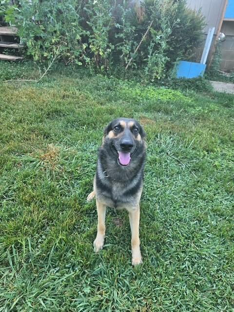 Enlarge Loki, a ADOPTABLE mixed breed in vALE, NC image 1/1