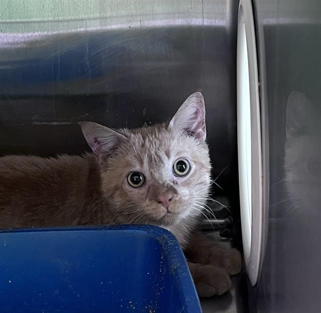 PINGPONG, Adoptable, Young Male Domestic Short Hair.