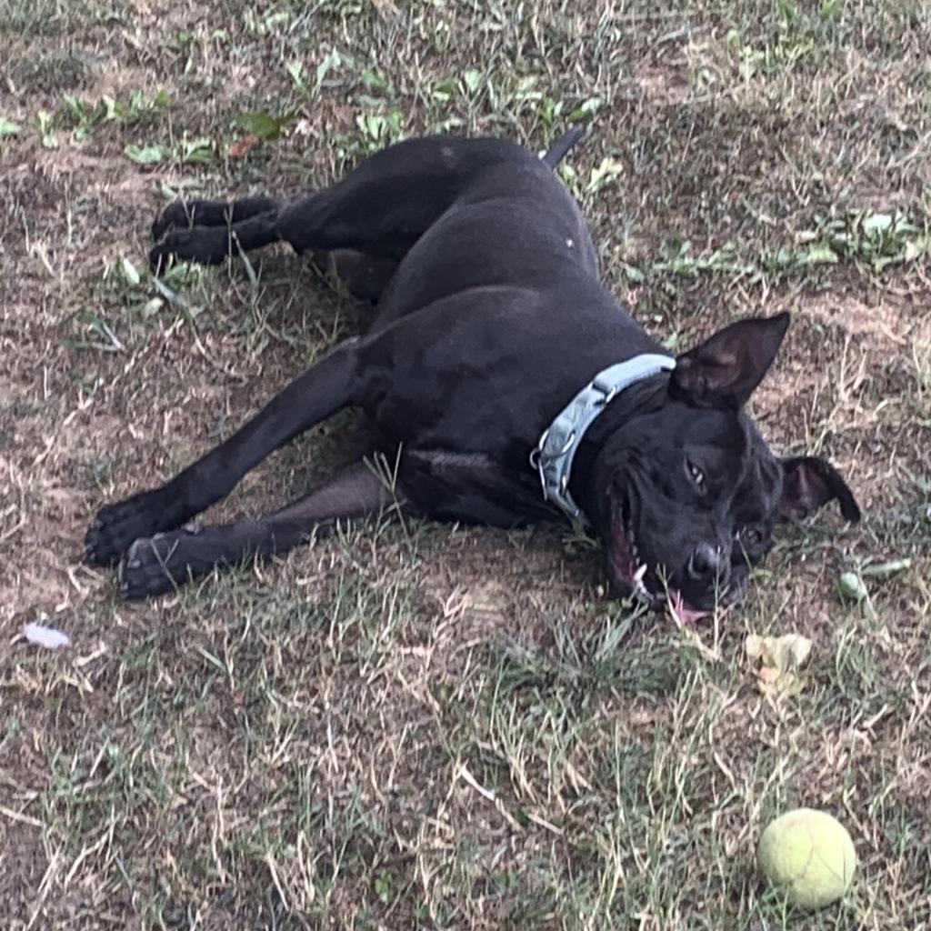 Enlarge Badger, a Adoptable Mixed Breed in Chattanooga, TN image 1/6
