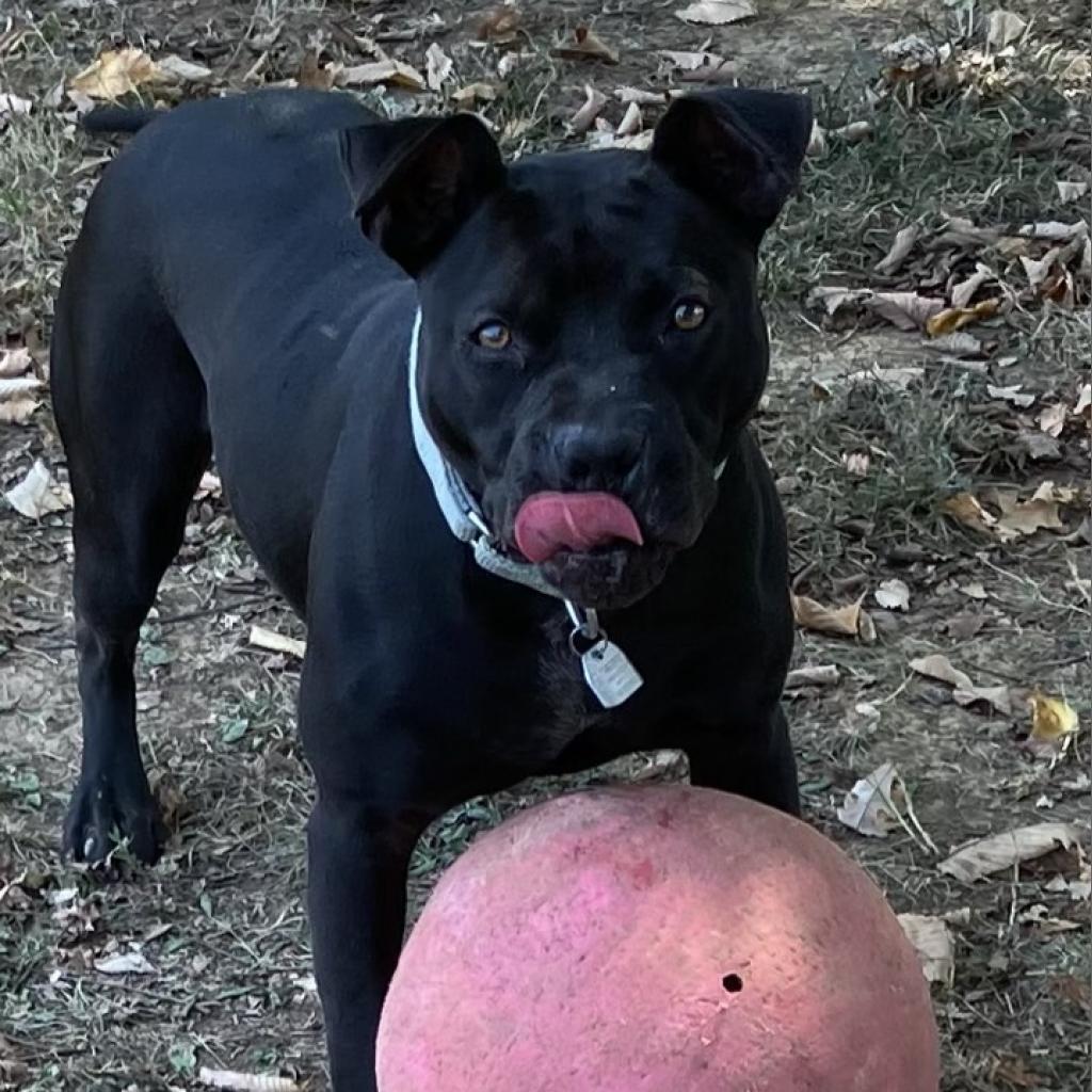 Enlarge Badger, a Adoptable Mixed Breed in Chattanooga, TN image 2/6