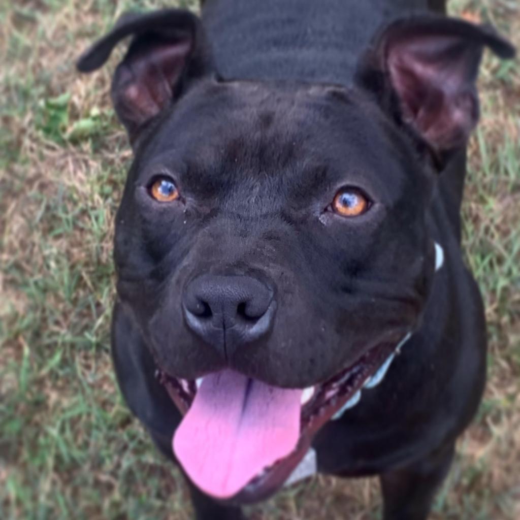 Enlarge Badger, a Adoptable Mixed Breed in Chattanooga, TN image 3/6