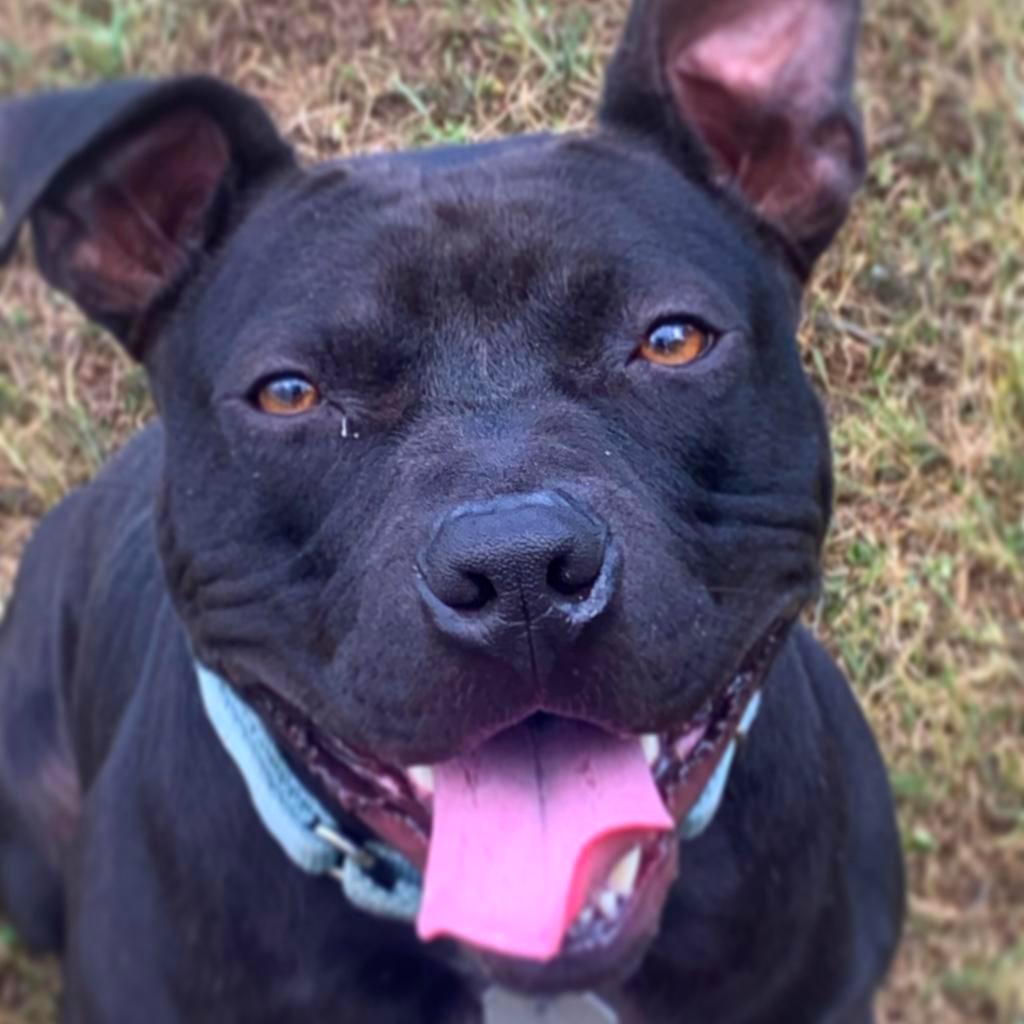 Enlarge Badger, a Adoptable Mixed Breed in Chattanooga, TN image 5/6