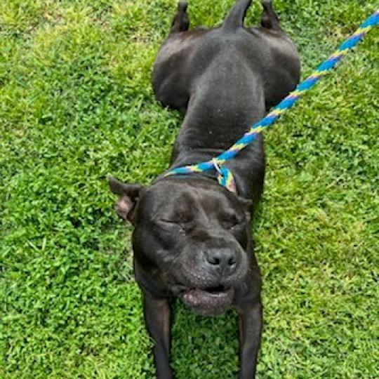 Enlarge Badger, a Adoptable Mixed Breed in Chattanooga, TN image 6/6