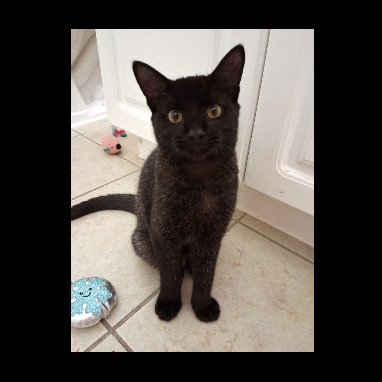 DJ, Adoptable, Kitten Male Domestic Short Hair.