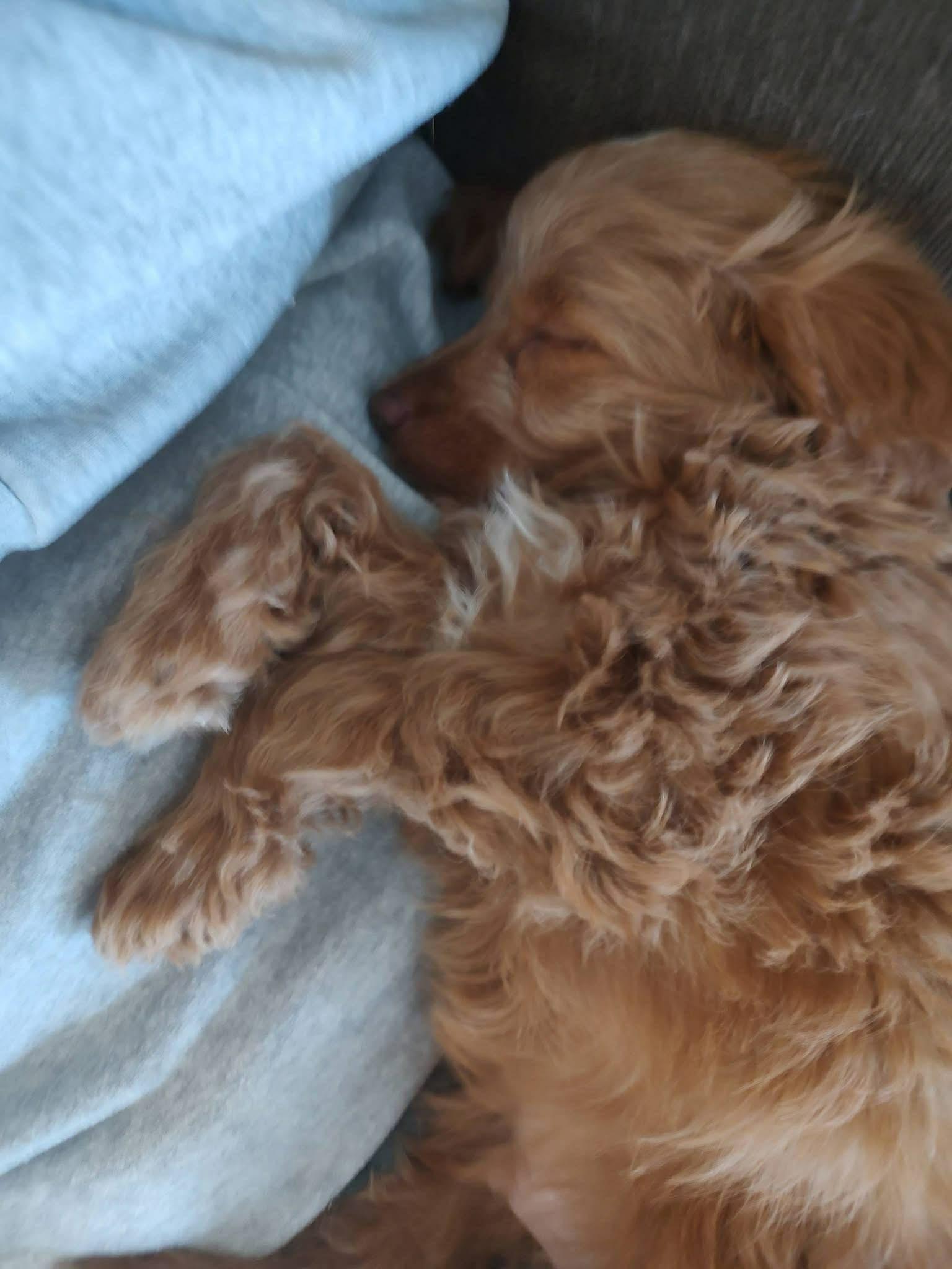 Frankie, adopted, Puppy Male Goldendoodle.