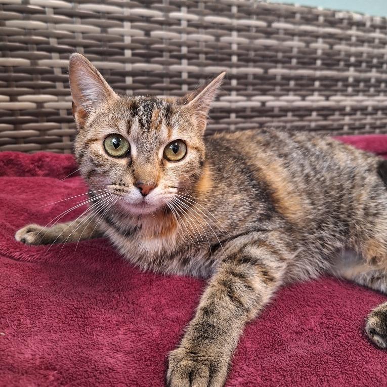 Nebula, Adoptable, Adult Female Domestic Short Hair.