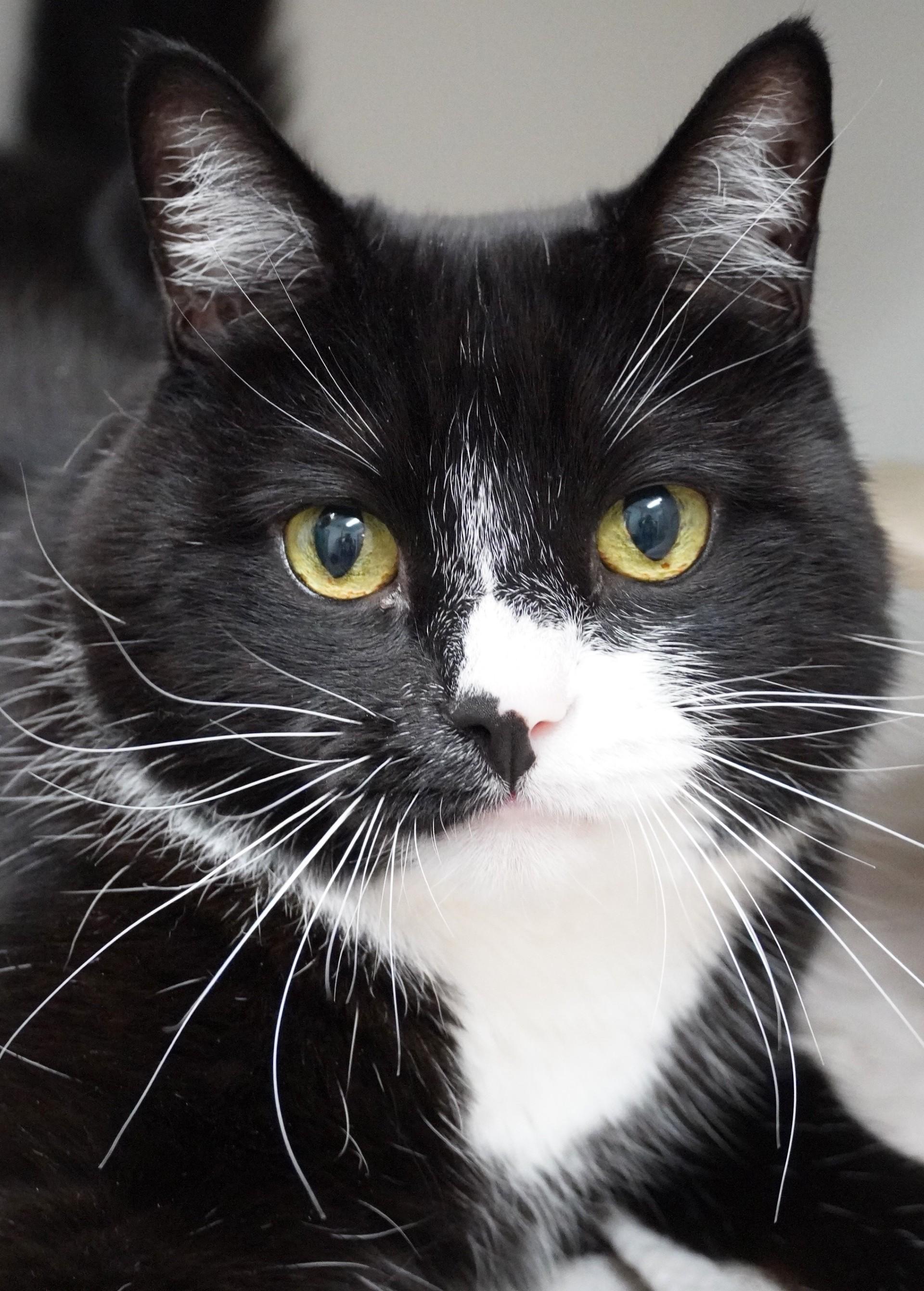 Pepper, ADOPTABLE, Senior Male Domestic Short Hair.