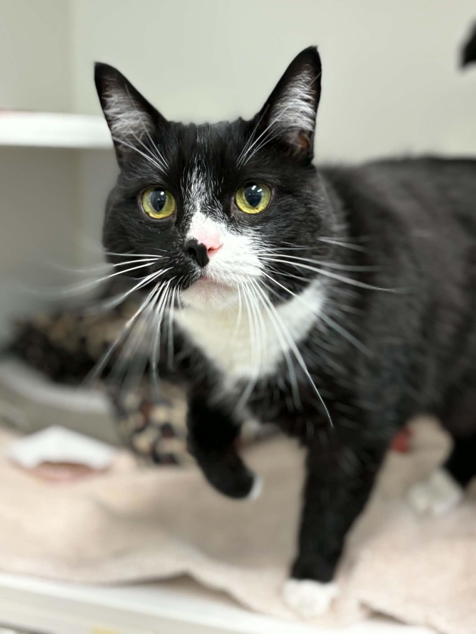 Pepper, ADOPTABLE, Senior Male Domestic Short Hair.