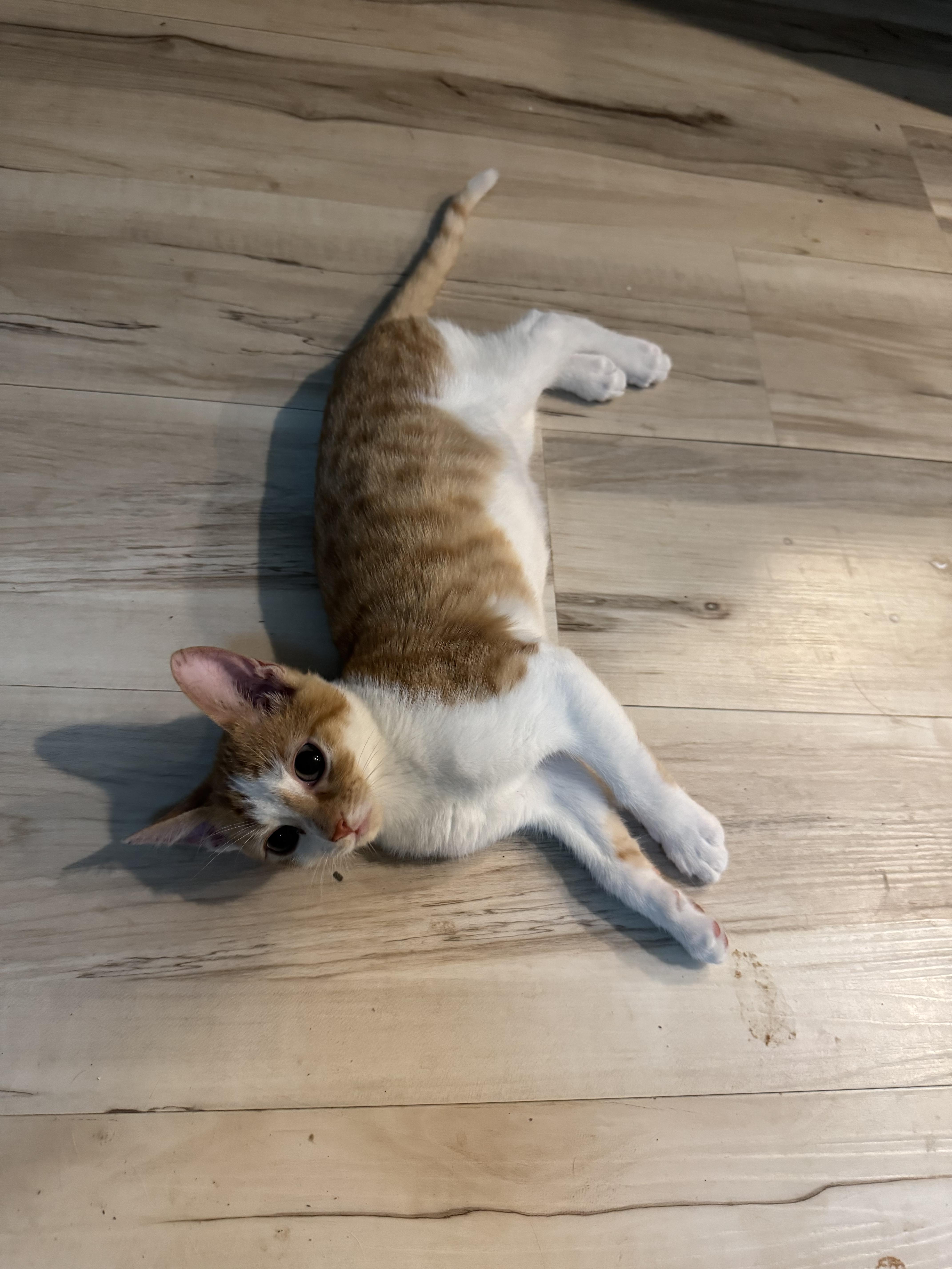 Trua, a Adoptable Domestic Short Hair in White Lake, MI image 2/2