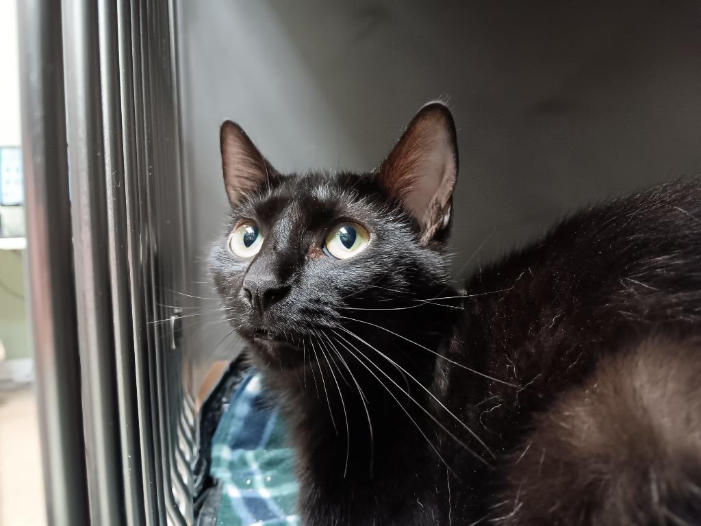 Tweak, Adoptable, Young Female Domestic Short Hair.