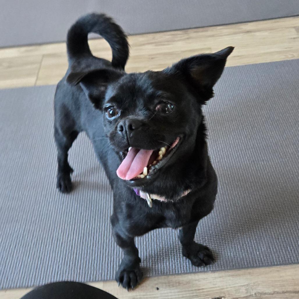 Pudgie Peggy AVAILABLE NOW, a Adoptable mixed breed in Loves Park, IL image 1/3