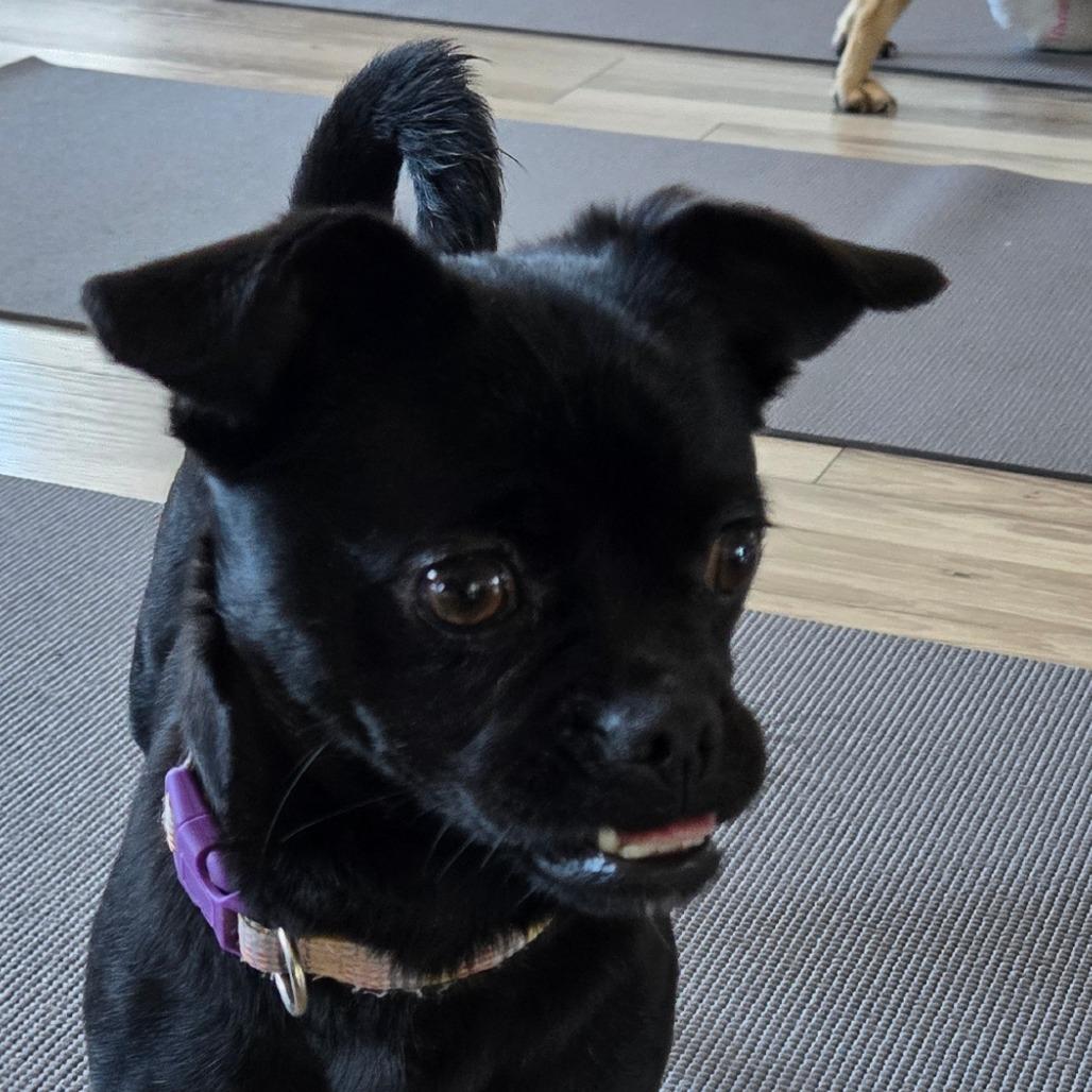 Pudgie Peggy AVAILABLE NOW, a Adoptable mixed breed in Loves Park, IL image 2/3