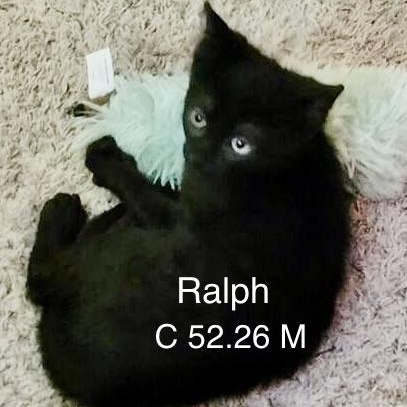 Enlarge Petco Ralph, a Adoptable Domestic Short Hair in Batavia, NY image 1/1