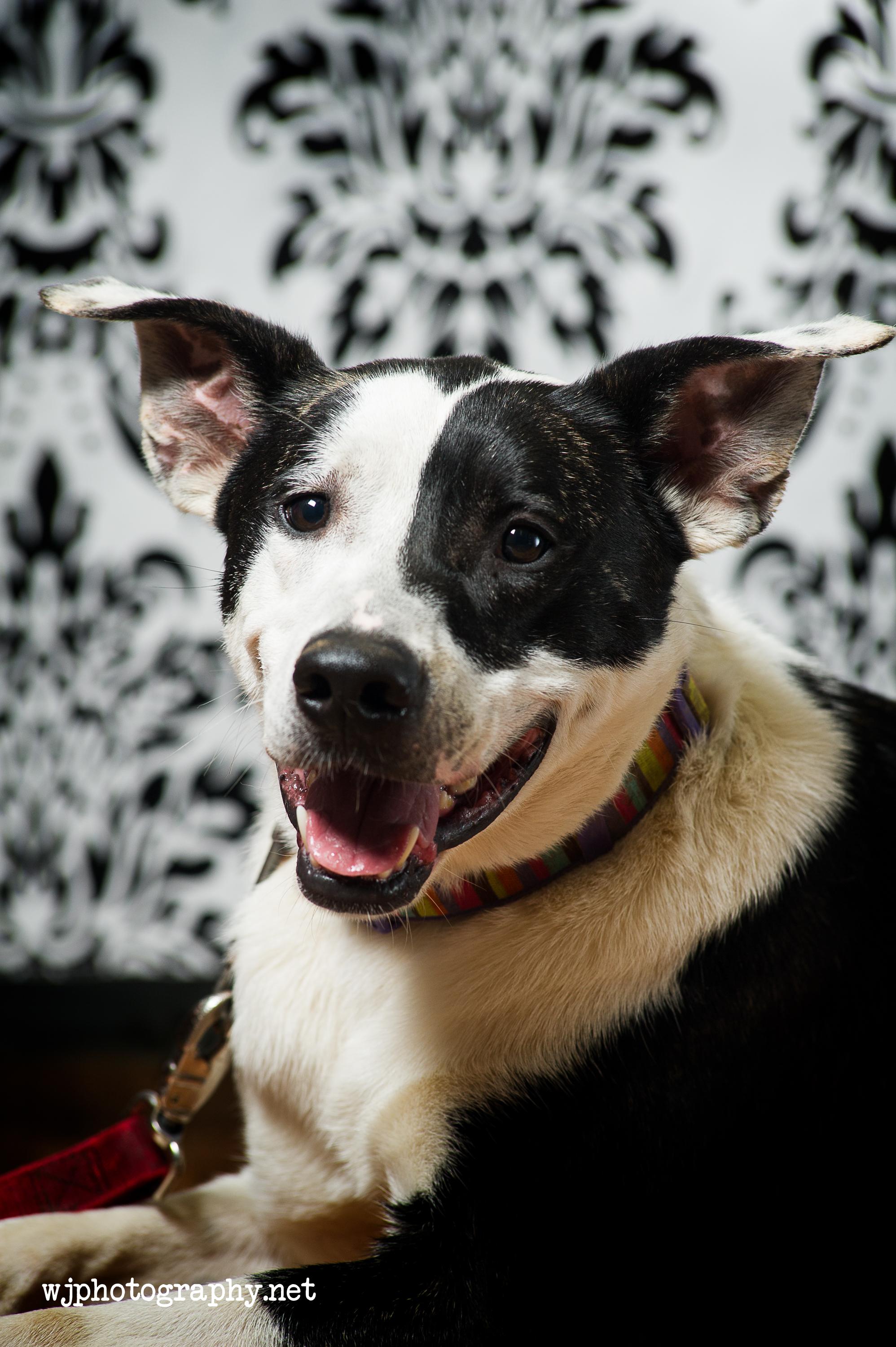 Dexter, Adoptable, Adult Male Cattle Dog.