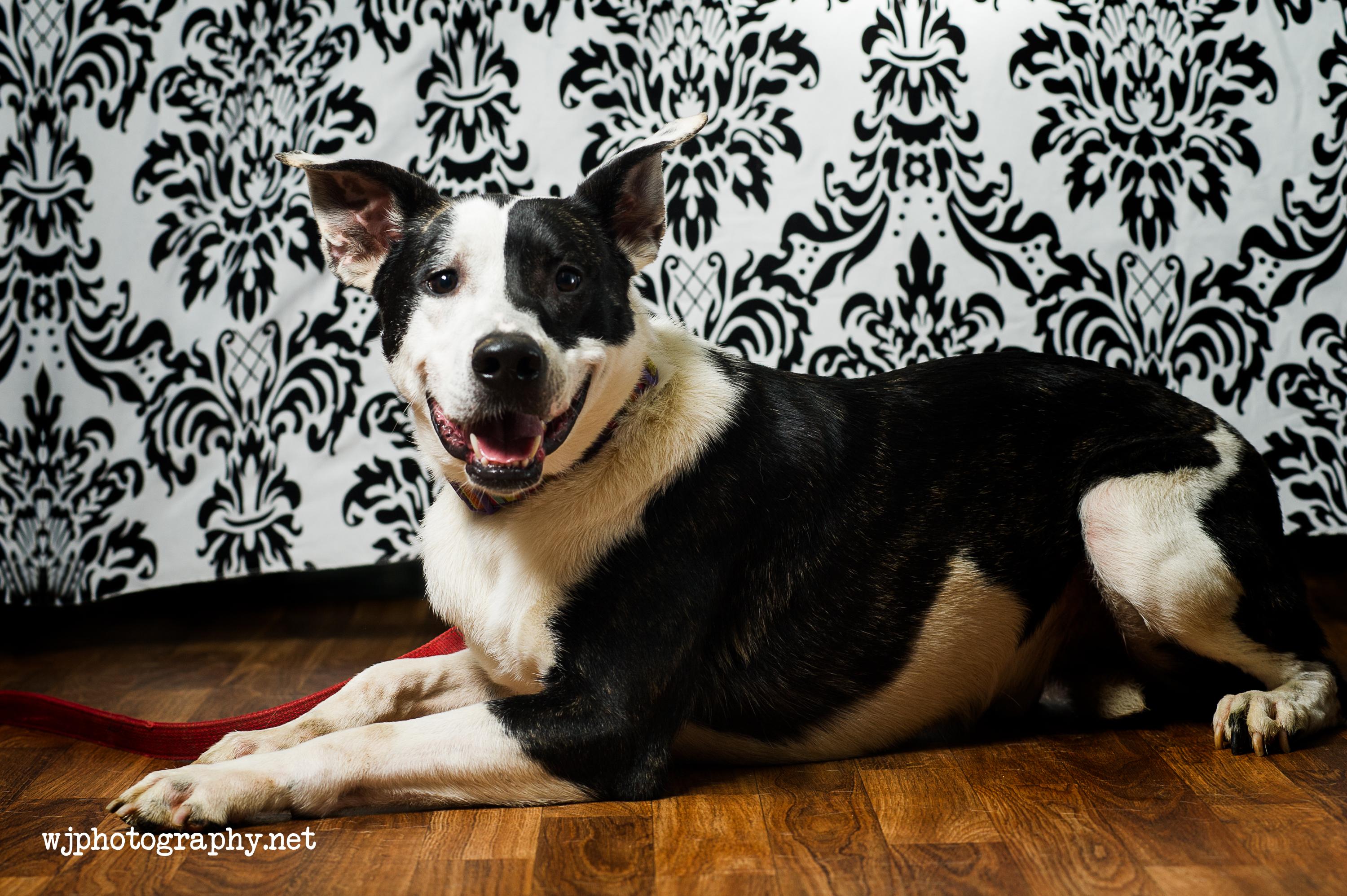 Dexter, a Adoptable mixed breed in Gallatin, TN image 2/12